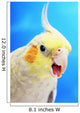Cockatiel ;Vancouver canada Wall Mural