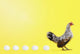 Hen standing in line with five eggs;British columbia canada Wall Mural