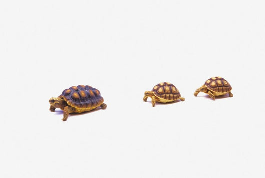 Two Young Red-legged Turtles Wall Decal