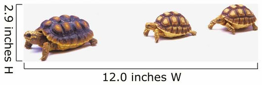 Two Young Red-legged Turtles Wall Decal