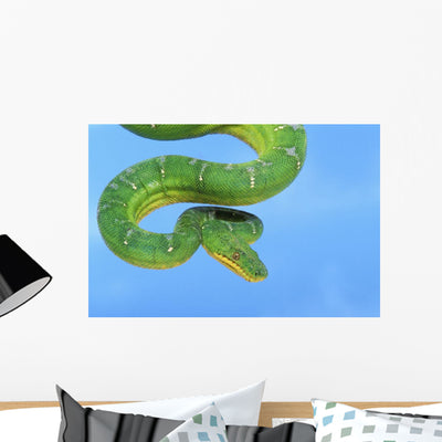 Emerald Tree Boa Blue Wall Mural shown on a wall