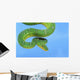 Emerald tree boa on a blue background;British columbia canada Wall Mural