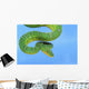 Emerald tree boa on a blue background;British columbia canada Wall Mural