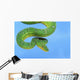Emerald tree boa on a blue background;British columbia canada Wall Mural