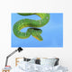 Emerald tree boa on a blue background;British columbia canada Wall Mural