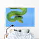 Emerald tree boa on a blue background;British columbia canada Wall Mural