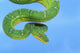 Emerald tree boa on a blue background;British columbia canada Wall Mural