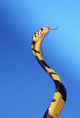 Forest cobra against a blue background;British columbia canada Wall Mural