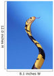 Forest cobra against a blue background;British columbia canada Wall Mural