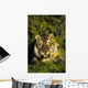 Charging siberian tiger ;Africa Wall Mural