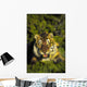 Charging siberian tiger ;Africa Wall Mural