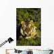 Charging siberian tiger ;Africa Wall Mural