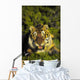 Charging siberian tiger ;Africa Wall Mural