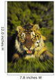 Charging siberian tiger ;Africa Wall Mural