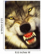 Growling wolf in the rocky mountains;United states of america Wall Mural