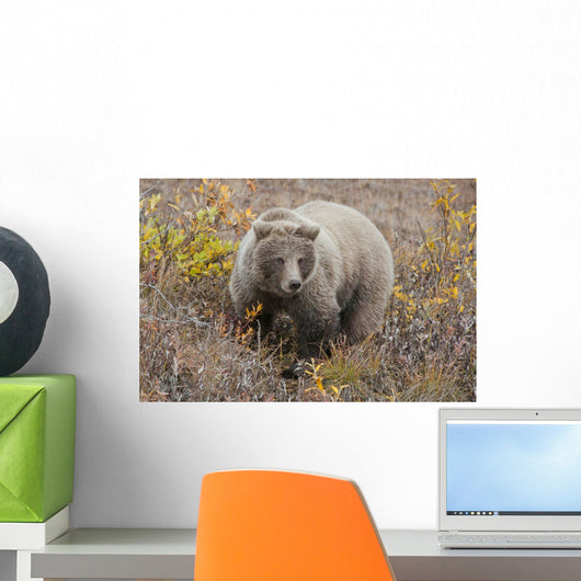 Grizzly Amongst Fall Foliage In Denali National Park & Preserve Wall Mural