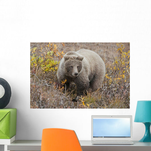 Grizzly Amongst Fall Foliage In Denali National Park & Preserve Wall Mural