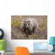 Grizzly Amongst Fall Foliage In Denali National Park & Preserve Wall Mural