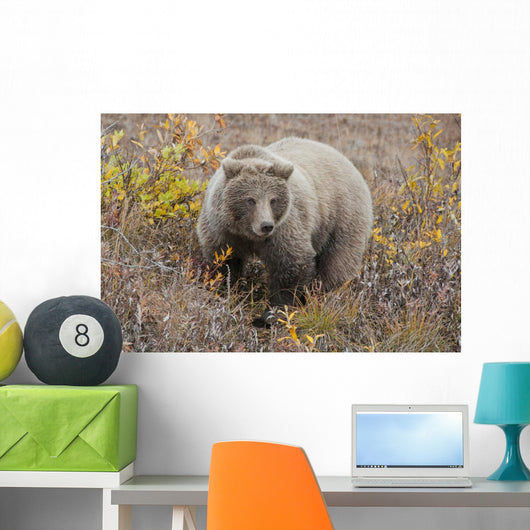 Grizzly Amongst Fall Foliage In Denali National Park & Preserve Wall Mural