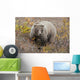 Grizzly Amongst Fall Foliage In Denali National Park & Preserve Wall Mural