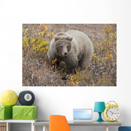 Grizzly Amongst Fall Foliage In Denali National Park & Preserve Wall Mural