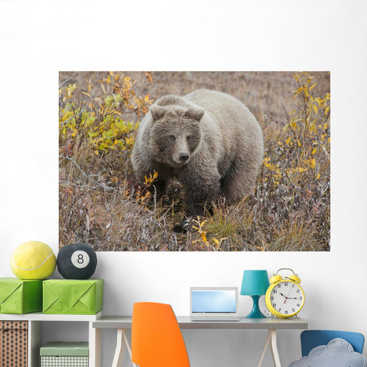 Grizzly Amongst Fall Foliage In Denali National Park & Preserve Wall Mural