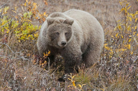 Grizzly Amongst Fall Foliage In Denali National Park & Preserve Wall Mural