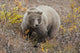 Grizzly Amongst Fall Foliage In Denali National Park & Preserve Wall Mural