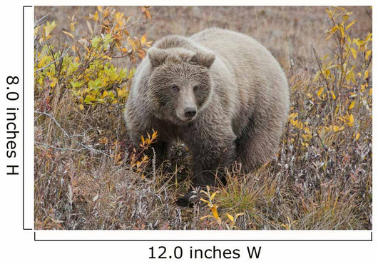 Grizzly Amongst Fall Foliage In Denali National Park & Preserve Wall Mural