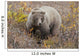 Grizzly Amongst Fall Foliage In Denali National Park & Preserve Wall Mural
