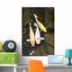 Three japanese koi fish in a pond;Montreal quebec canada Wall Mural