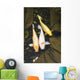 Three japanese koi fish in a pond;Montreal quebec canada Wall Mural