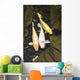 Three japanese koi fish in a pond;Montreal quebec canada Wall Mural
