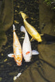 Three japanese koi fish in a pond;Montreal quebec canada Wall Mural