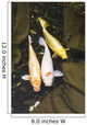 Three japanese koi fish in a pond;Montreal quebec canada Wall Mural