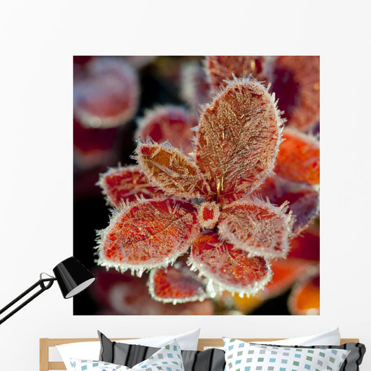Macro Of Frost On Red Fall Cranberry Leaves Along The Denali Highway Wall Mural
