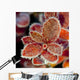 Macro Of Frost On Red Fall Cranberry Leaves Along The Denali Highway Wall Mural