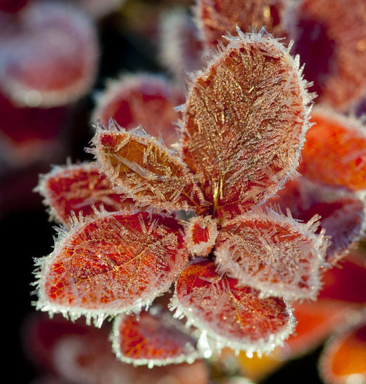 Macro Of Frost On Red Fall Cranberry Leaves Along The Denali Highway Wall Mural