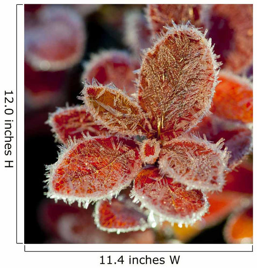 Macro Of Frost On Red Fall Cranberry Leaves Along The Denali Highway Wall Mural