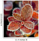 Macro Of Frost On Red Fall Cranberry Leaves Along The Denali Highway Wall Mural