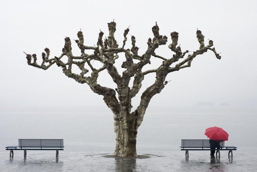 A tree and a person with a red umbrella Wall Mural