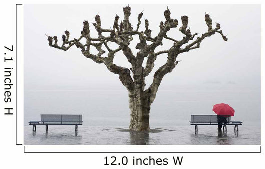 A tree and a person with a red umbrella Wall Mural