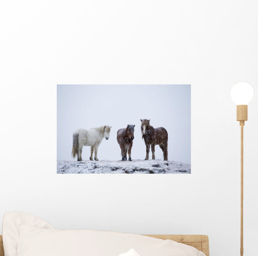 Icelandic Horses Standing In A Snowstorm Wall Mural