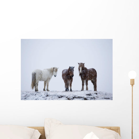 Icelandic Horses Standing In A Snowstorm Wall Mural