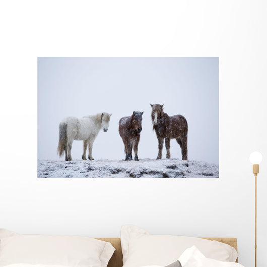 Icelandic Horses Standing In A Snowstorm Wall Mural