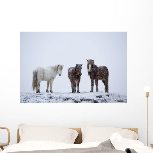 Icelandic Horses Standing In A Snowstorm Wall Mural