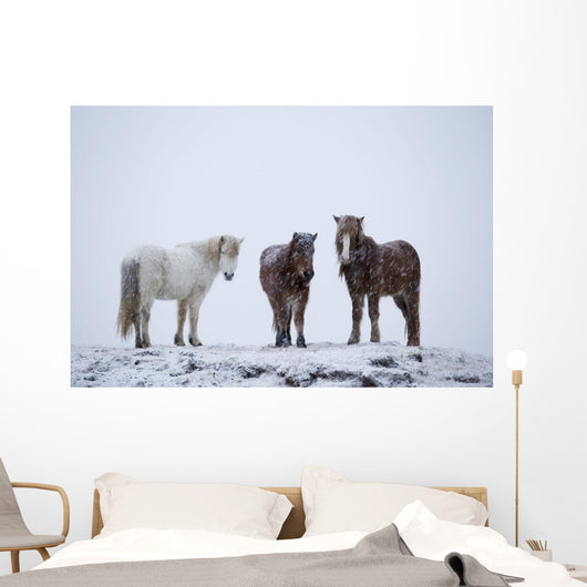 Icelandic Horses Standing In A Snowstorm Wall Mural