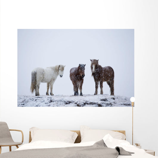 Icelandic Horses Standing In A Snowstorm Wall Mural
