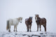 Icelandic Horses Standing In A Snowstorm Wall Mural