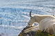 Close Up Of A Female Mountain Goat Lying Wall Mural